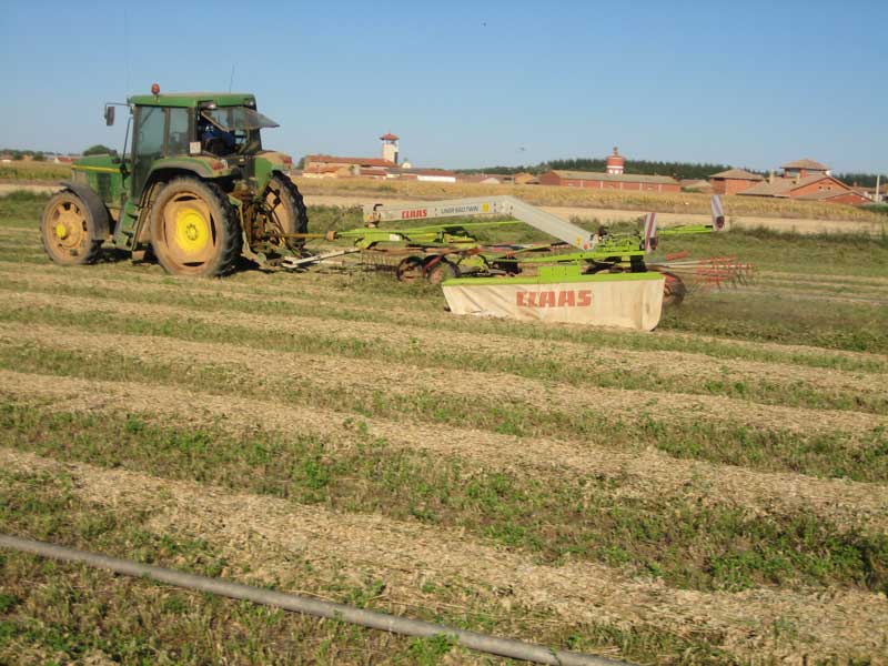 Alfalfa de septiembre