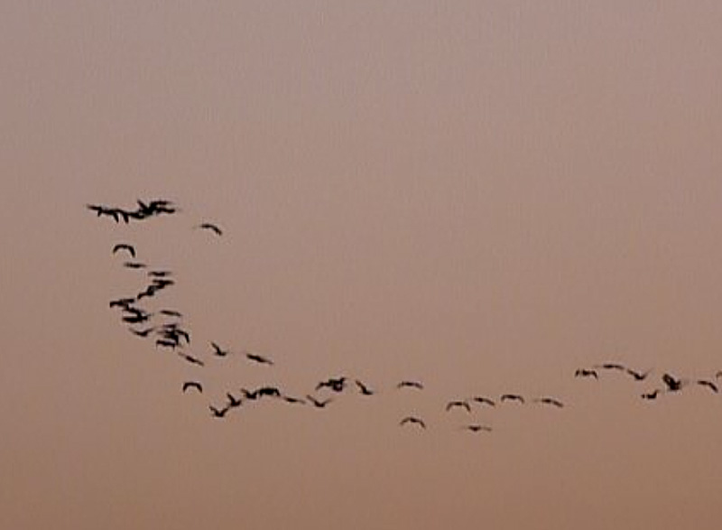 Bando de Cormoranes