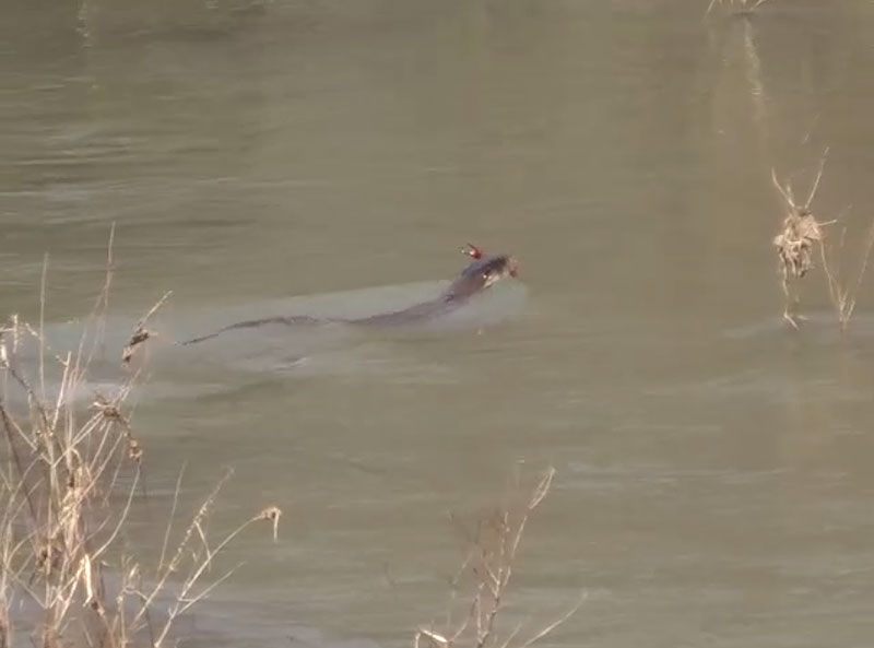 Nutria europea