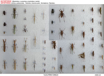 5-dictiopteros-350