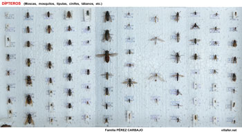 7-dipteros-350