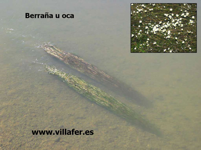 ribera-berrana