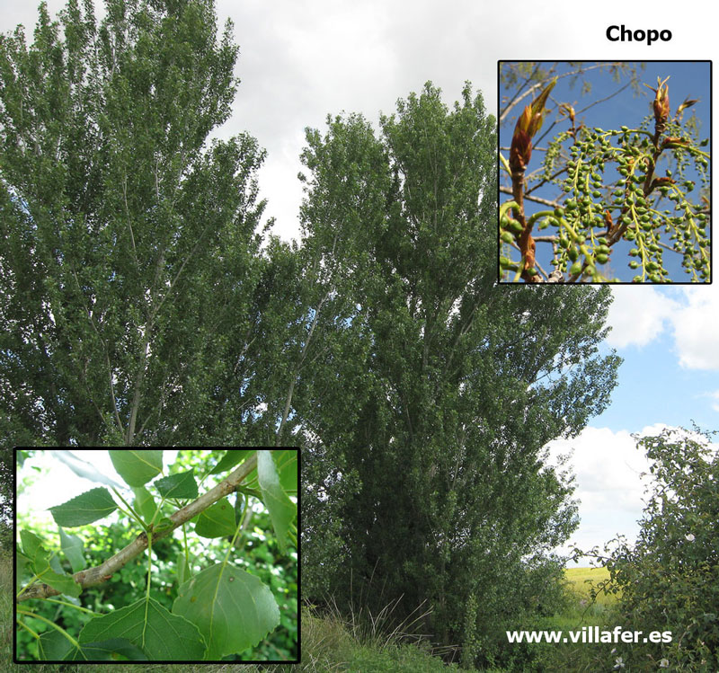 ribera-chopo-nigra