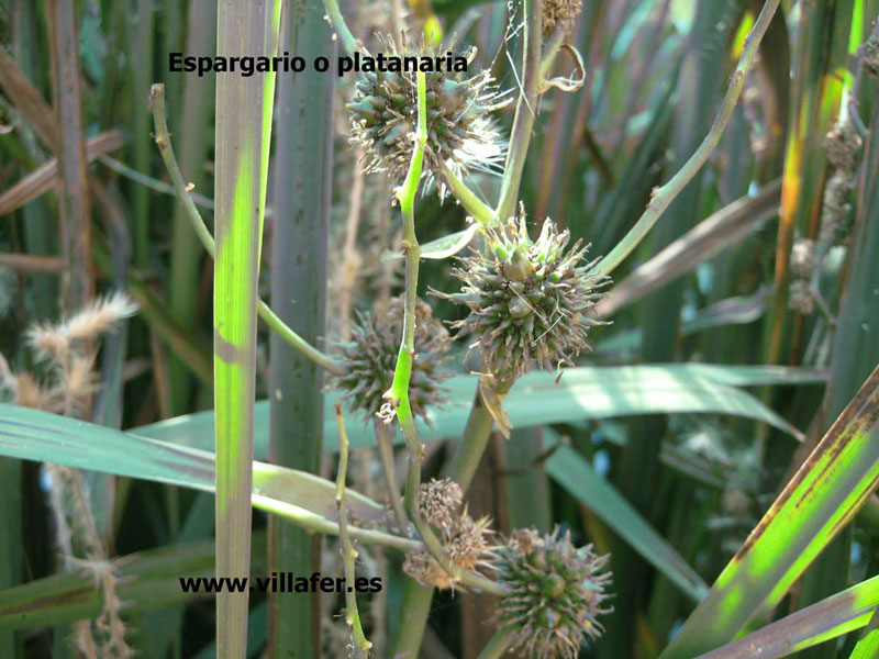 ribera-espargario