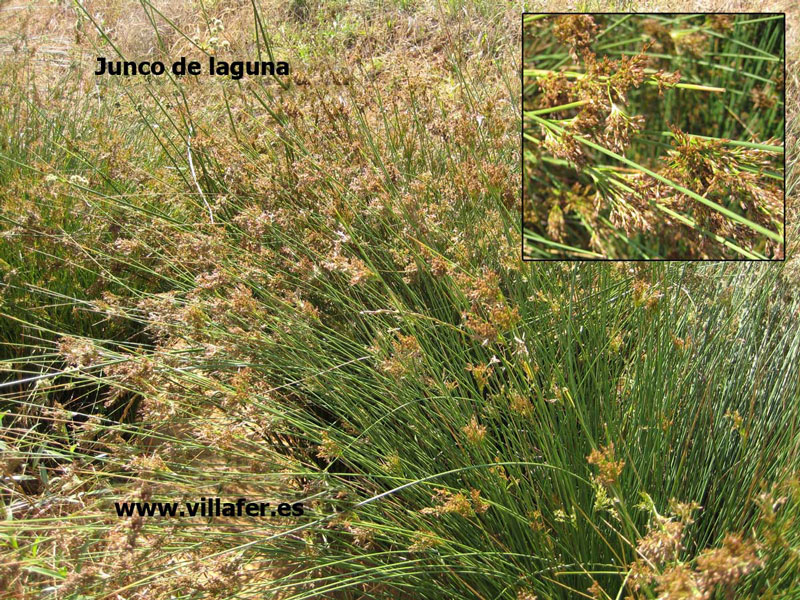 ribera-junco-de-laguna