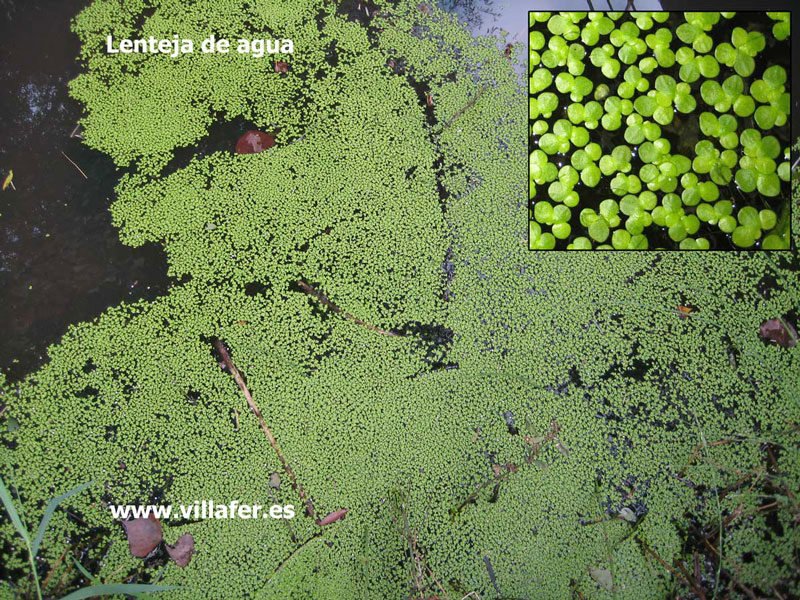 ribera-lenteja-agua