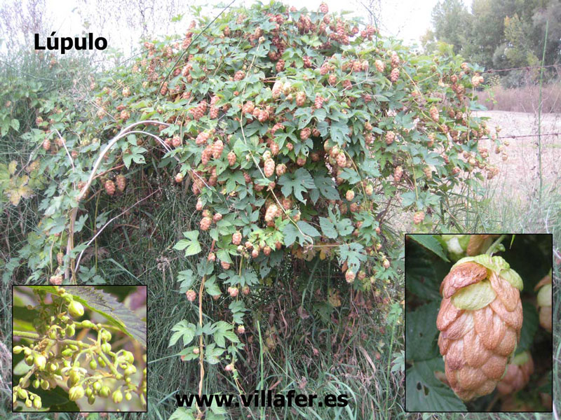 ribera-lupulo