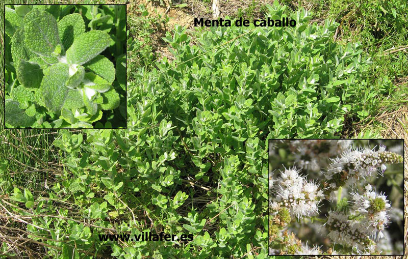 ribera-menta-caballo
