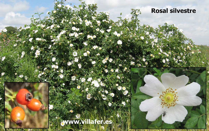 ribera rosal silvestre
