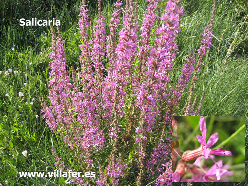 ribera salicaria