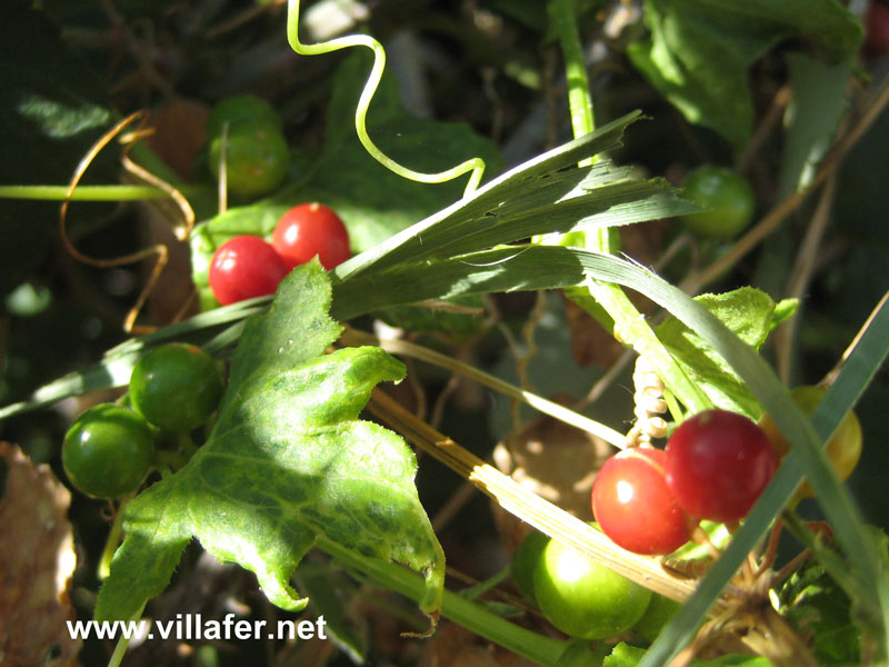 ribera zarzaparrila nueza fruto2
