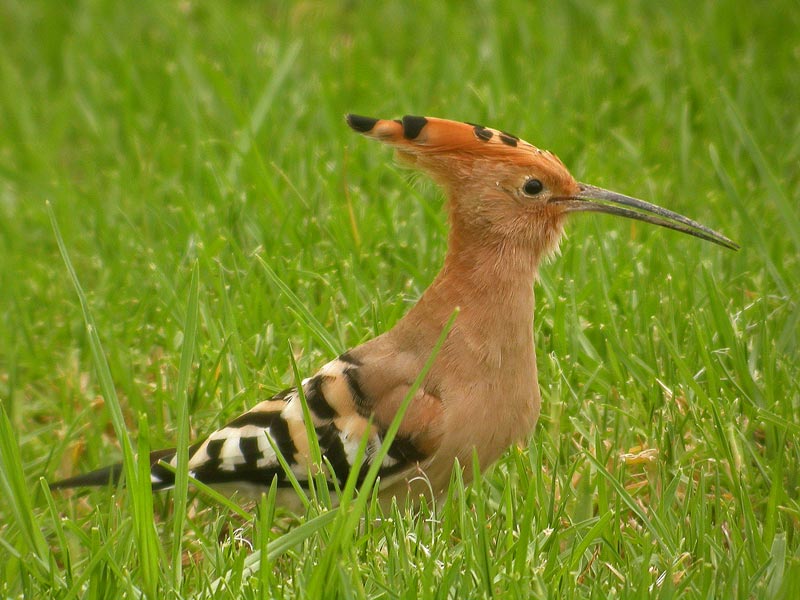 avcp abubilla web