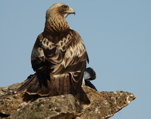 avcp aguila calzada1 600x474