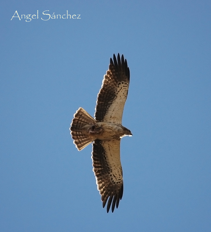 avcp aguila calzada2 727x800