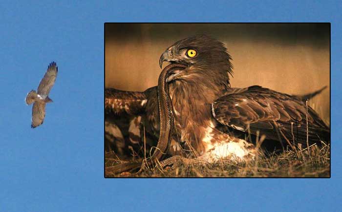 avcp aguila culebrera