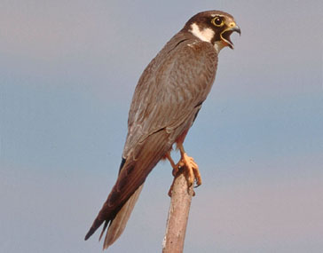 avcp alcotan