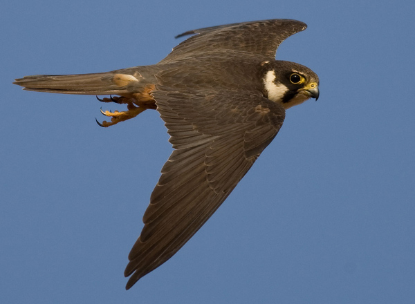 avcp alcotan600x440