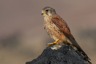 avcp cernicalo vulgar