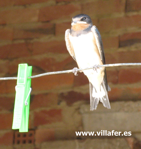 avcp-golondrina-comun
