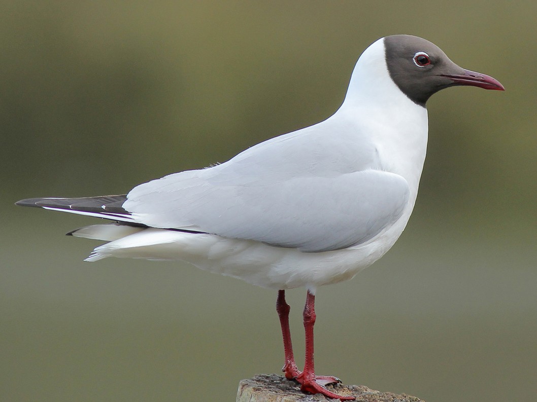 avcp gaviotaReidora