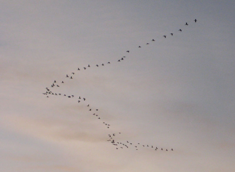 avrio-cormoran-grande-bando