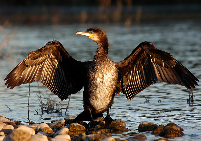 avrio-cormoran-grande