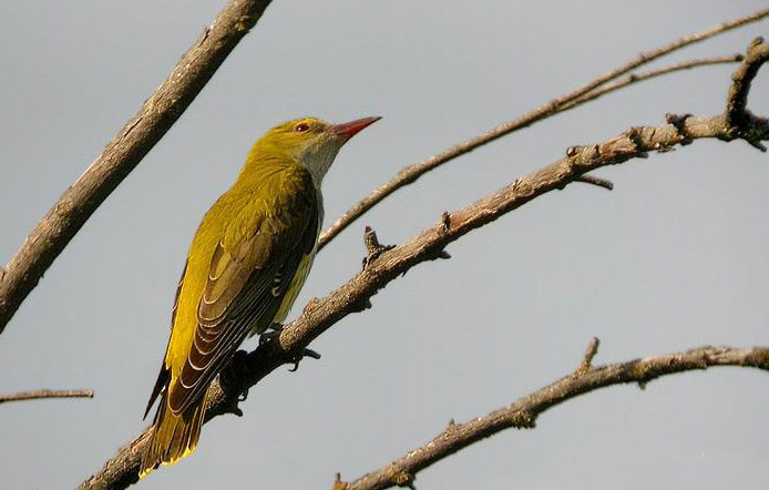 avrio oropendola2 694x442
