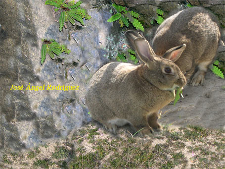 cmp_mmf_conejo445x441