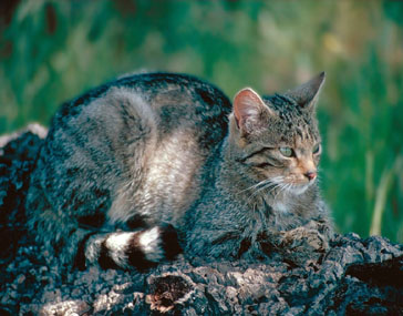 cmp_mmf_gato_montes364x285