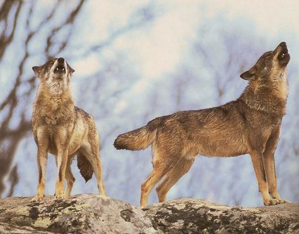 cmp_mmf_lobo425x333