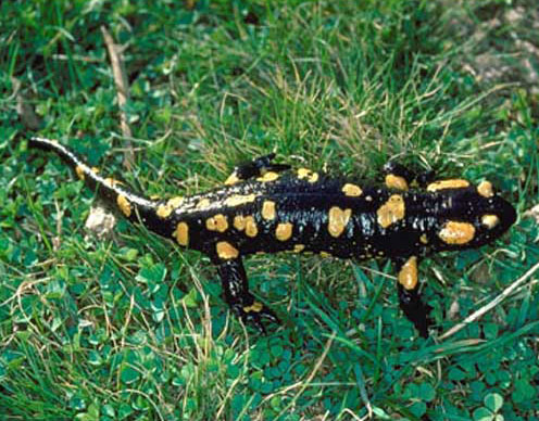cmp_anf_salamandra496x388