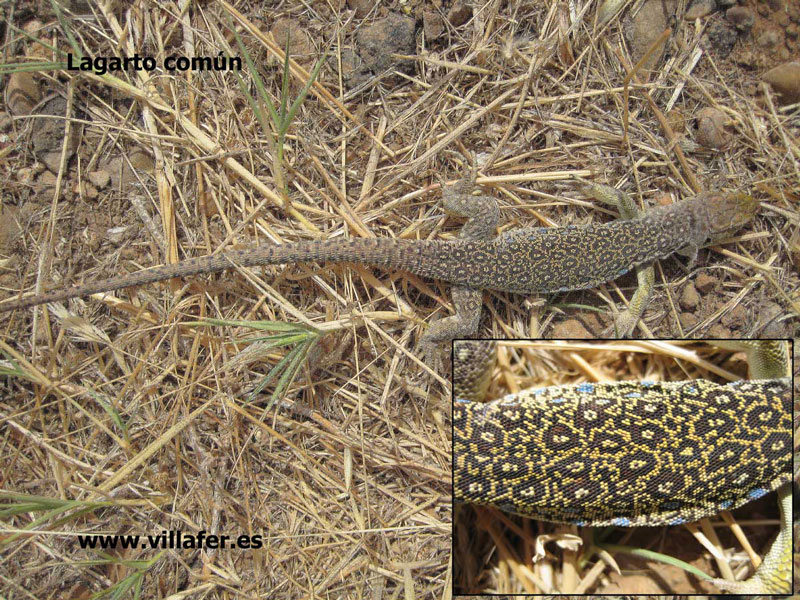 cmp_rept-lagarto-comun800x600
