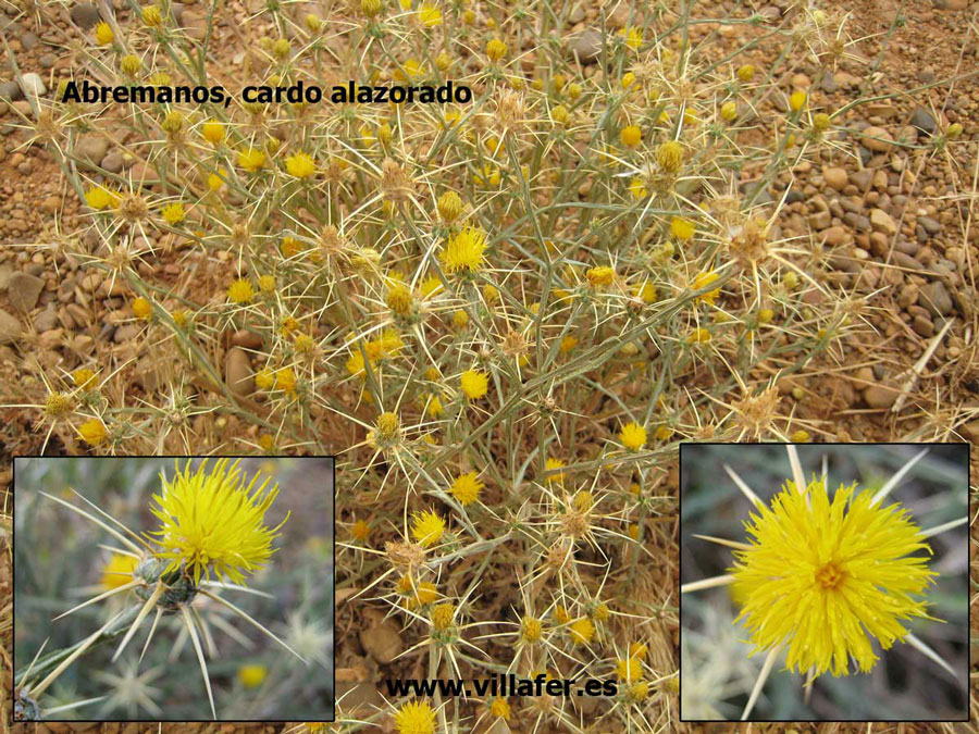 campo-abremanos