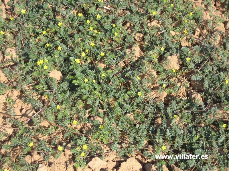 campo abrojo2