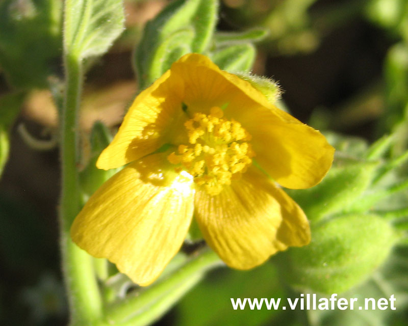 campo-abutilon-flor800x640