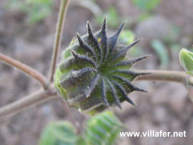 campo-abutilon-fruto