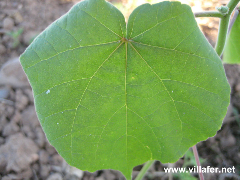 campo-abutilon-hoja