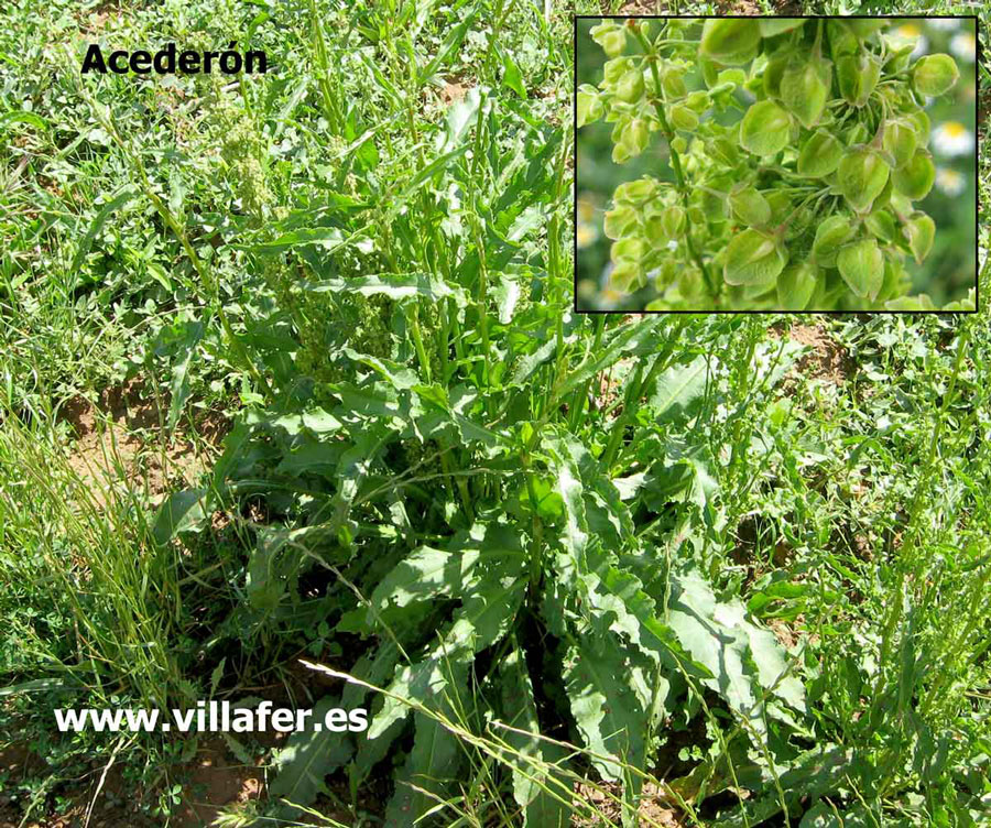 campo acederon