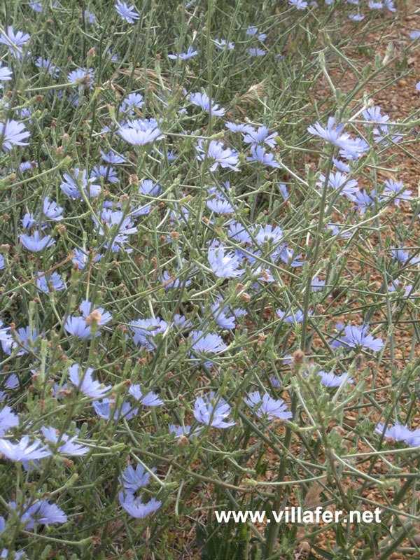 campo achicoria
