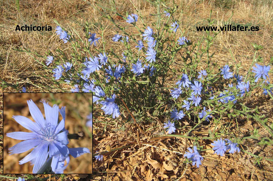 campo achicoria900x596