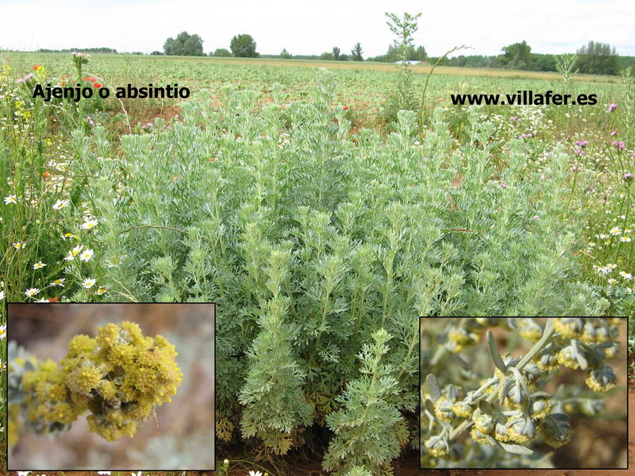 campo ajenjo absintio900x675