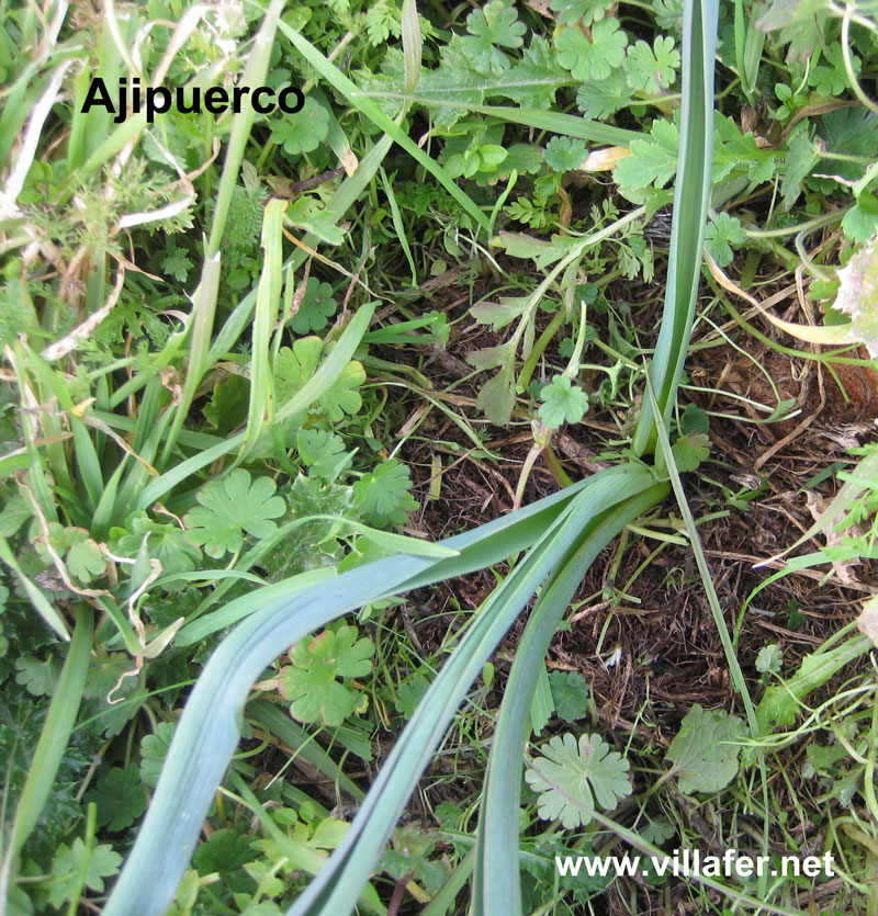 campo-ajipuerco2