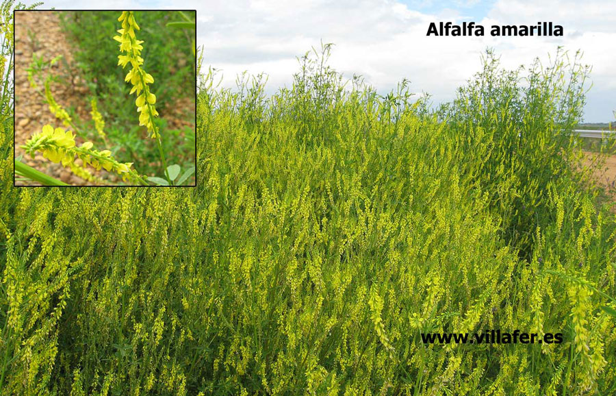 campo-alfalfa-amarilla