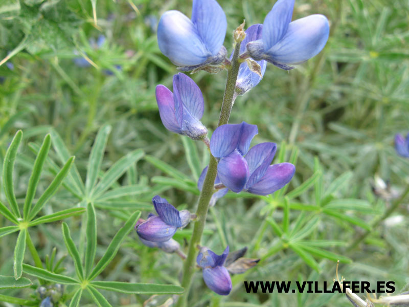 campo altramuz flor