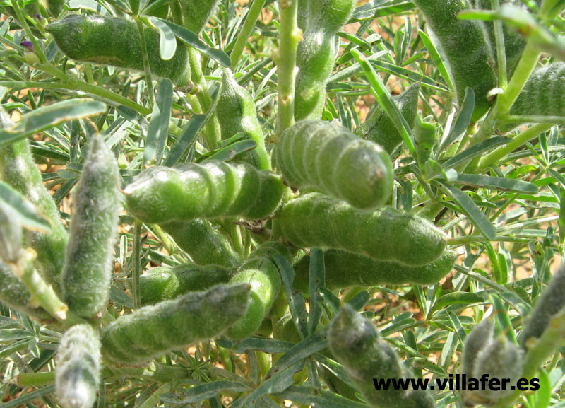campo altramuz vaina