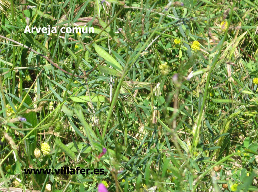 campo-arveja-comun
