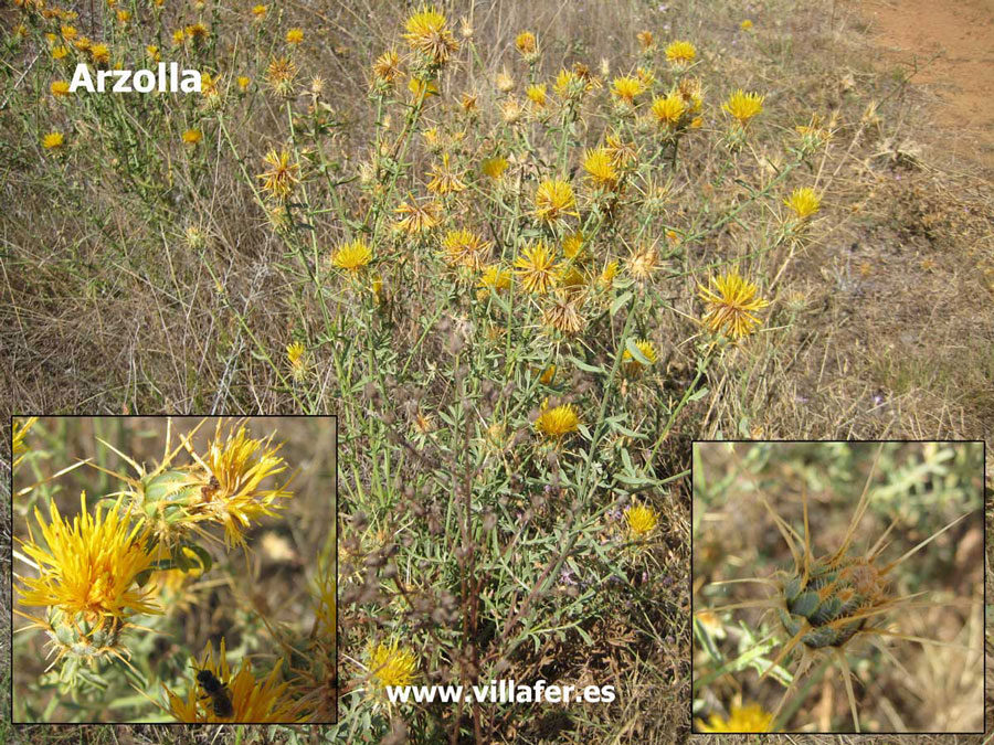 campo arzolla
