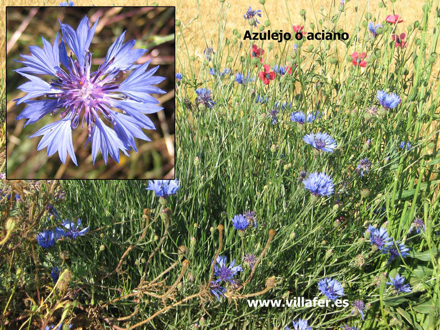 campo-azulejo