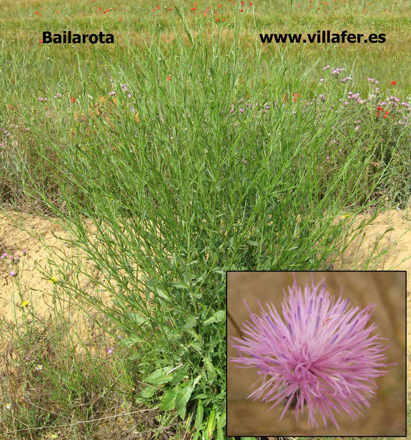campo-bailarota