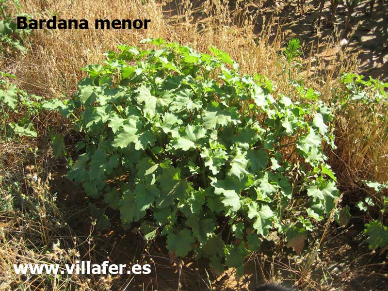 campo bardana menor800x600